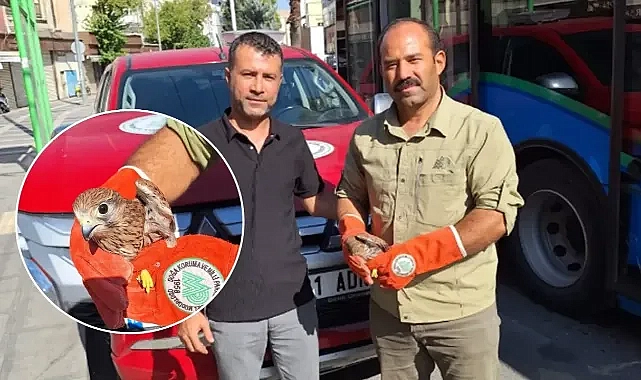 Urfa’da yaralı halde bulundu! Tedavi altına alındı!