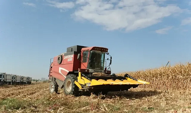 Şanlıurfa’da Mısır Hasadına Başlandı