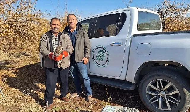 Ağaca çarparak yaralanmış! Şanlıurfa’da örnek davranış